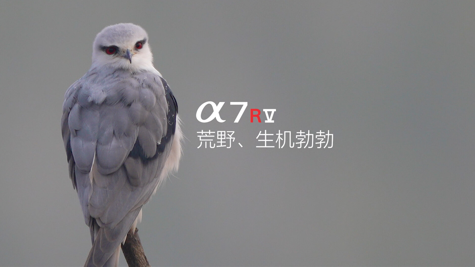 索尼微單 捕捉生命精彩瞬間